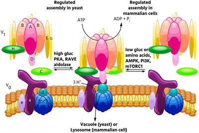 Regulation of V-ATPase Assembly in Nutrient Sensing and Function of V-ATPases in Breast Cancer Metastasis